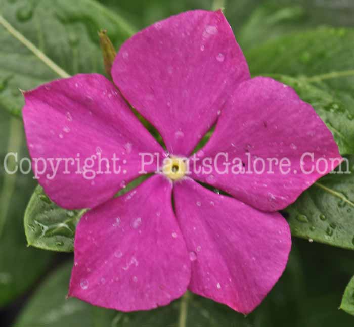 PGC-P-Vinca-rosea-Cooler-Orchid-2011-01