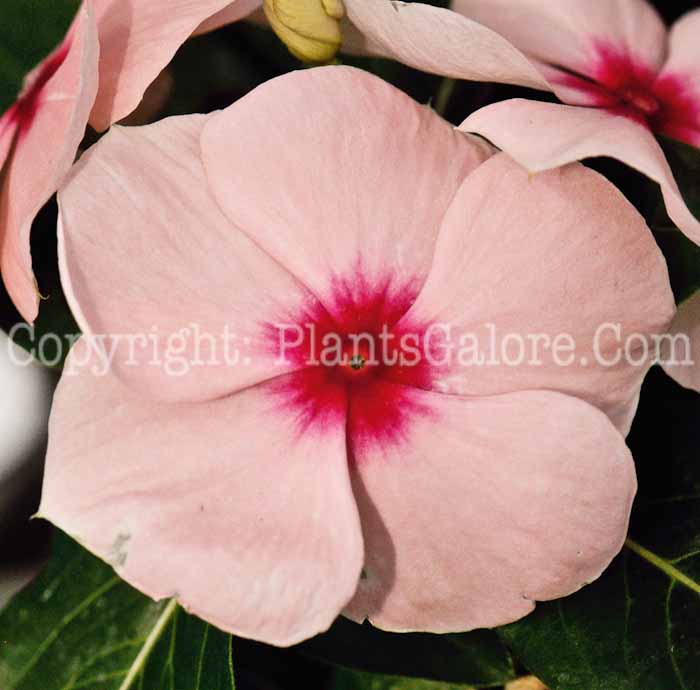 PGC-P-Vinca-rosea-Titan-Mix-1a-2010