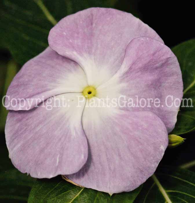 PGC-P-Vinca-rosea-Titan-Mix-1c-2010