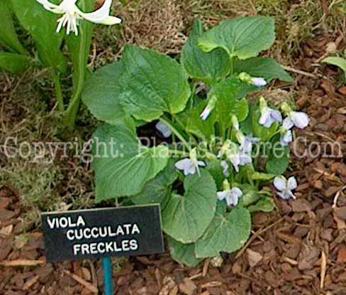 PGC-P-Viola-cucculata-Freckles-ff-2010