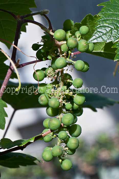 PGC-V-Vitis-vinifera-aka-Grapes-2