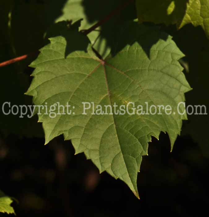 PGC-V-Vitis-vinifera-aka-Grapes-4