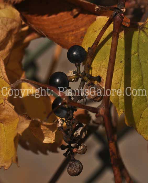 PGC-V-Vitis-vinifera-aka-Grapes-5