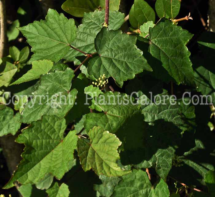 PGC-V-Vitis-vinifera-aka-Grapes-6