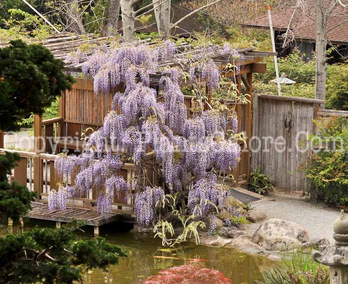 PGC-V-Wisteria-ID-2000-26