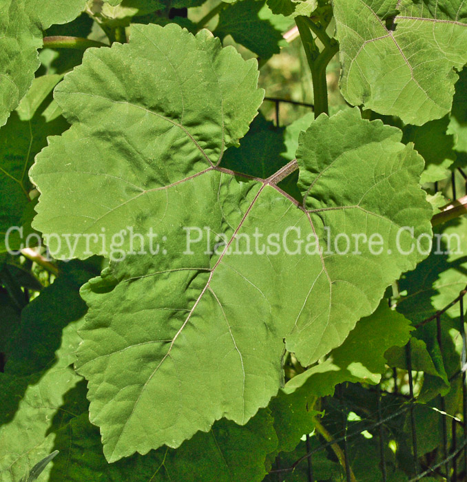 PGC-A-Xanthium-strumarium-aka-Cocklebur-4