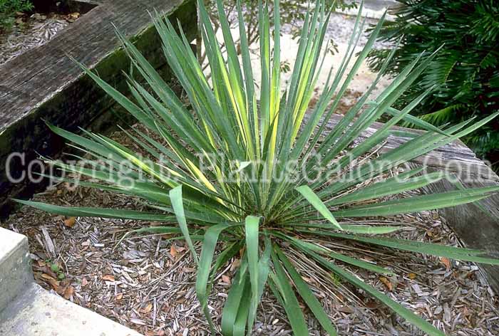 PGC-P-Yucca-filamentosa-0-12