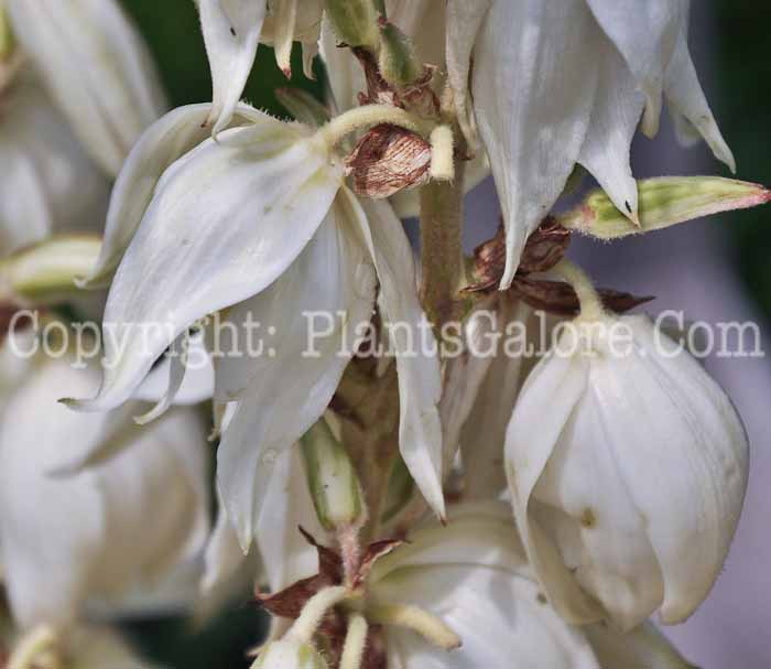 PGC-P-Yucca-filamentosa-0-2