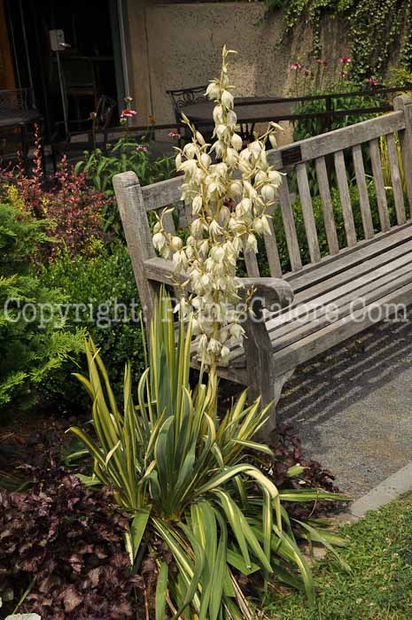 PGC-P-Yucca-filamentosa-Variegata-3