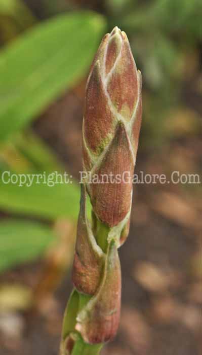 PGC-P-Yucca-glauca-aka-Soapweed-1