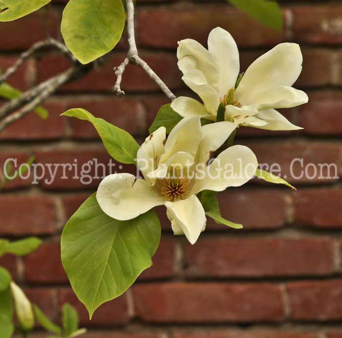 PGC-T-Magnolia-Elizabeth-Filoli-2011-01