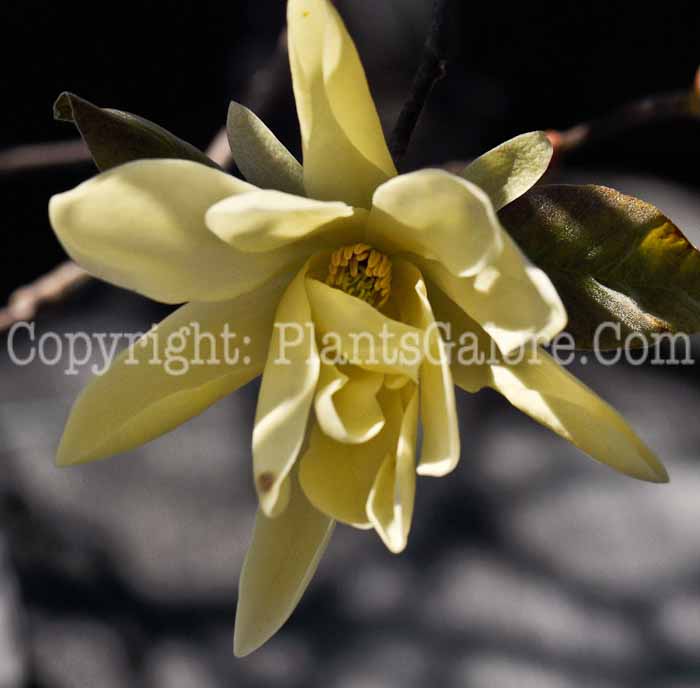 PGC-T-Magnolia-Gold-Star-1