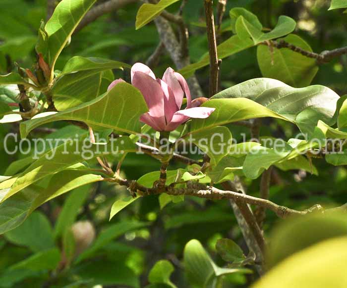 PGC-T-Magnolia-Vulcan-04-2012-1