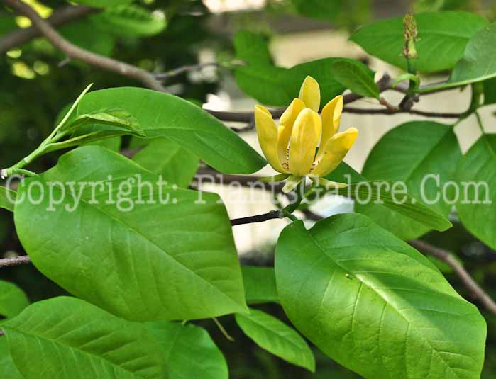 PGC-T-Magnolia-acuminata-2