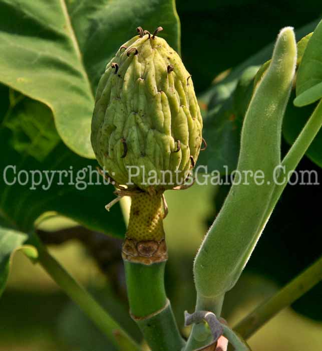 PGC-T-Magnolia-ashei-06-12-5