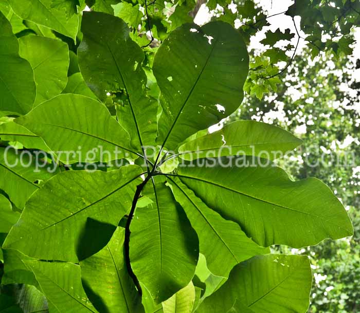 PGC-T-Magnolia-macrophylla-06-12-5