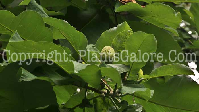 PGC-T-Magnolia-macrophylla-06-12-6