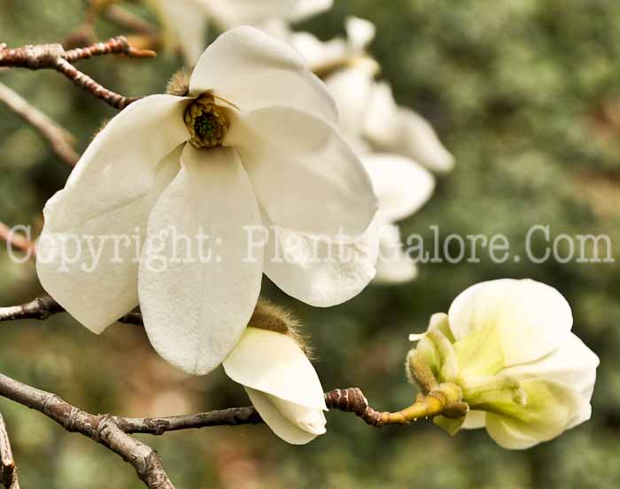 PGC-T-Magnolia-salicifolia-01