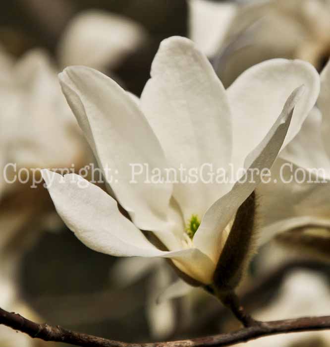 PGC-T-Magnolia-salicifolia-02