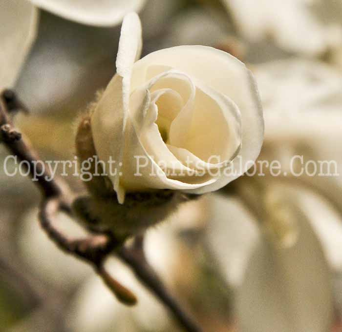 PGC-T-Magnolia-salicifolia-4-2010