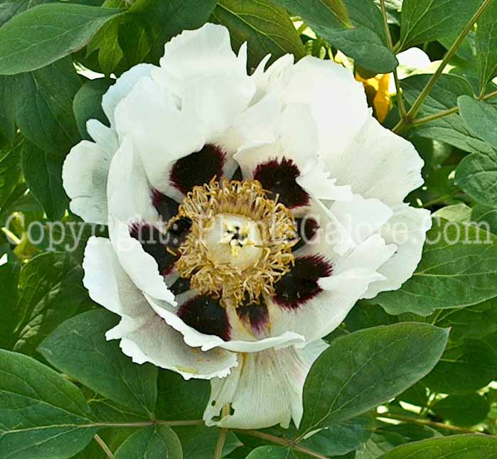 PGC-T-Magnolia-sieboldii-2