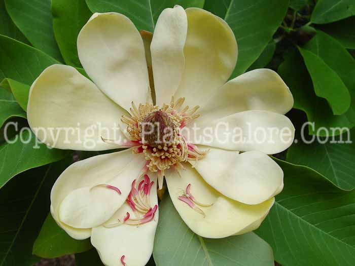 PGC-T-Magnolia-sieboldii-2-1