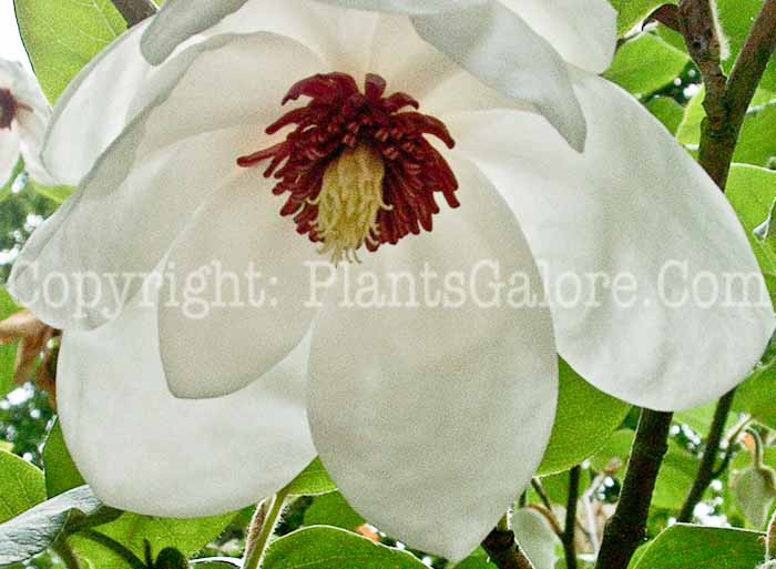 PGC-T-Magnolia-sieboldii-4