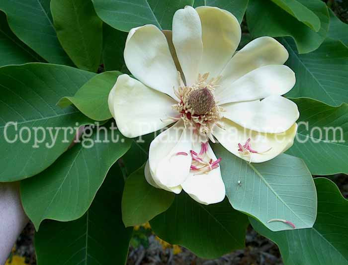 PGC-T-Magnolia-sieboldii-ID-2010-01