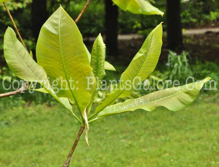 PGC-T-Magnolia-tripetala-5