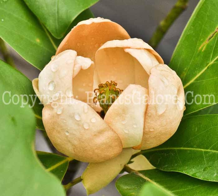 PGC-T-Magnolia-virginiana-1-1