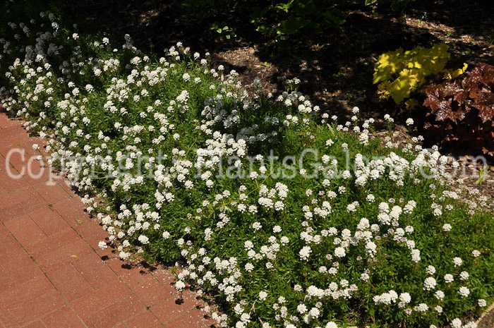 PGC-P-Iberis-sempervirens-aka-Candytuft-2