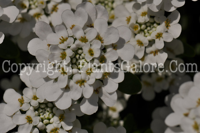 PGC-P-Iberis-sempervirens-aka-Candytuft-4