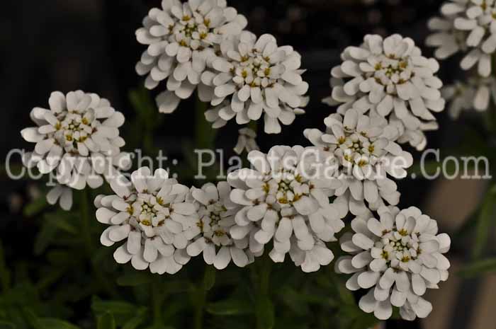 PGC-P-Iberis-sempervirens-aka-Candytuft-5