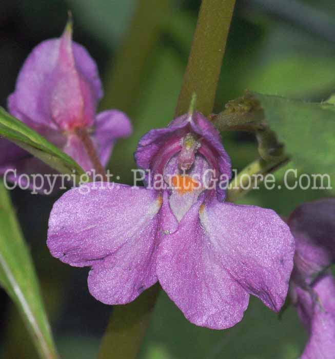 PGC-A-Impatiens-balsimina-2010-002