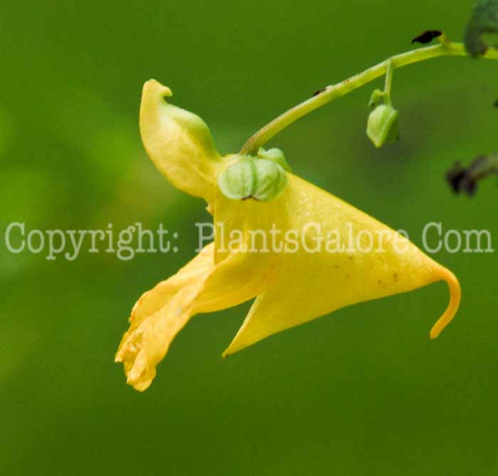 PGC-A-Impatiens-capensis-001