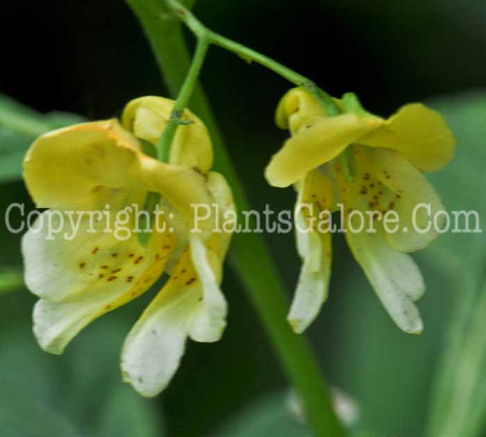 PGC-A-Impatiens-noli-tangere-0005