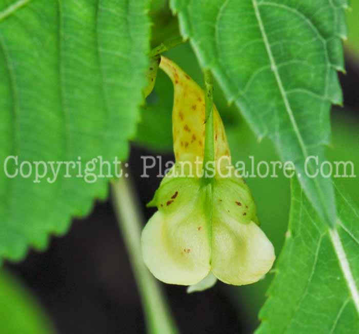 PGC-A-Impatiens-noli-tangere-2010-004