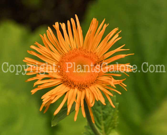 PGC-P-Inula-magnifca-2010-p001