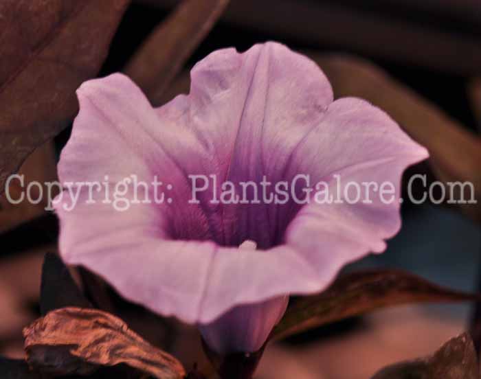 PGC-V-Ipomoea-Blackie-04-2012-5