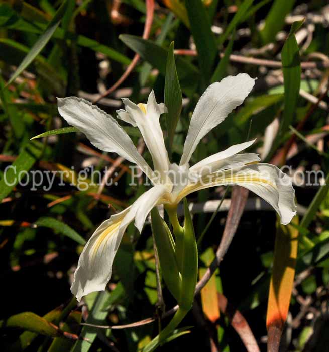 PGC-P-Iris-douglasiana-04-2012-3