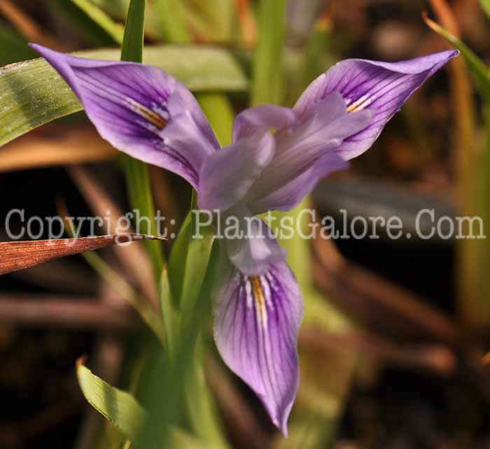 PGC-P-Iris-douglasiana-Ratko-1-1