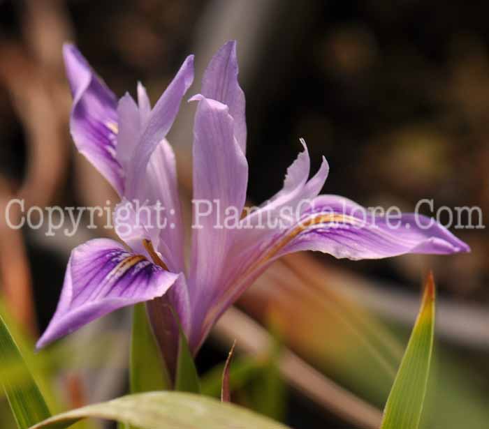 PGC-P-Iris-douglasiana-Ratko-3