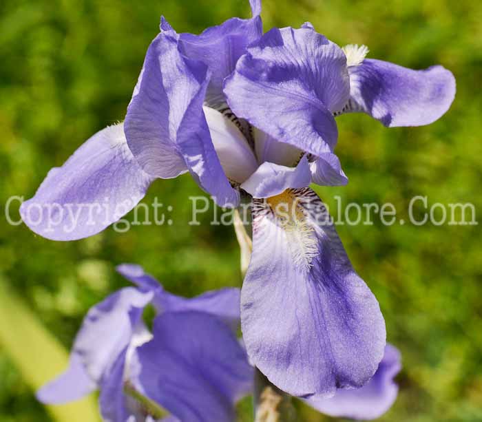 PGC-P-Iris-pallida-2010-001_2