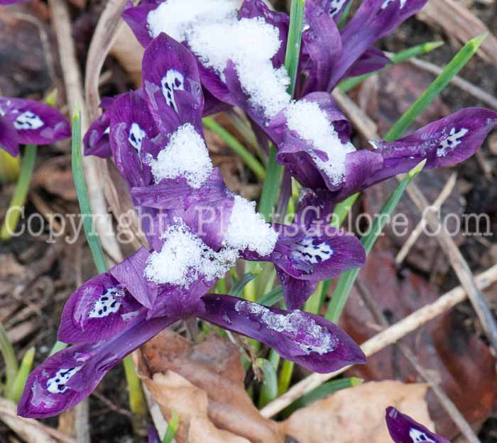 PGC-B-Iris-reticulata-0514-2