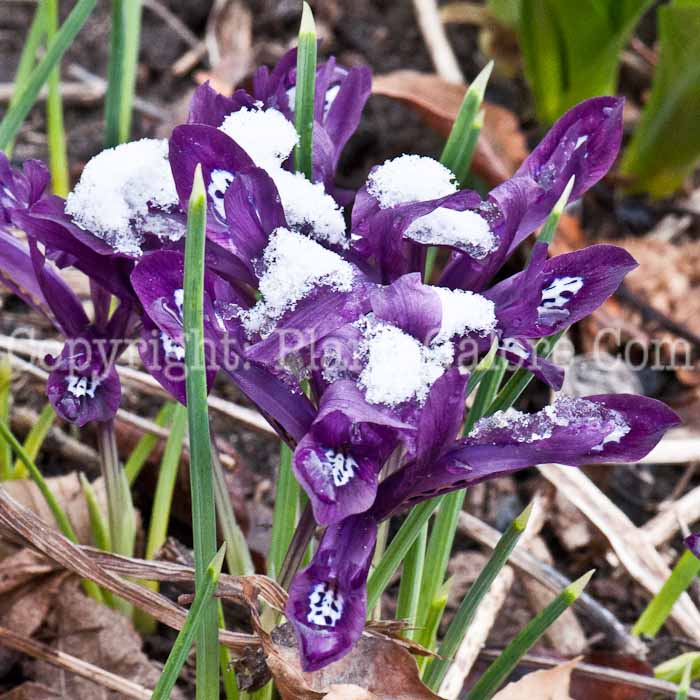 PGC-B-Iris-reticulata-0514-4