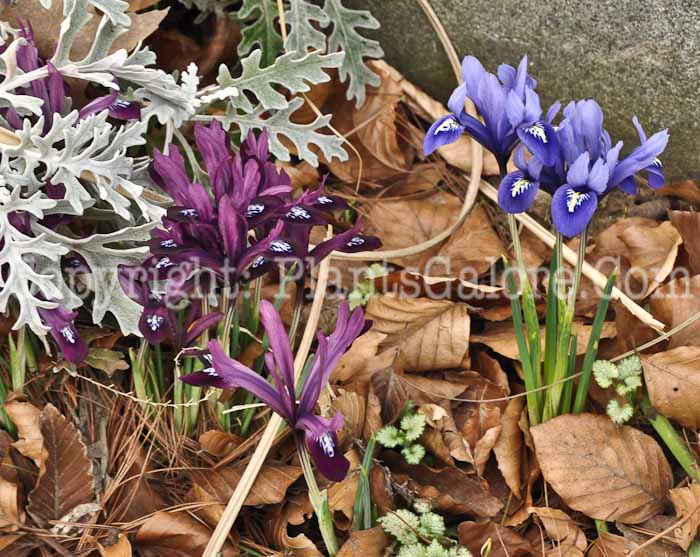 PGC-P-Iris-reticulata-03-2012-10