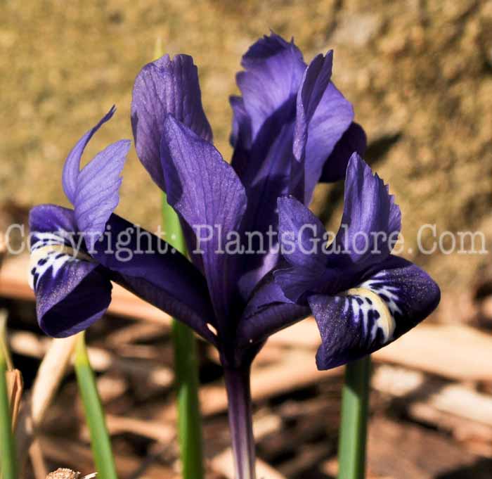 PGC-P-Iris-reticulata-03-2012-2