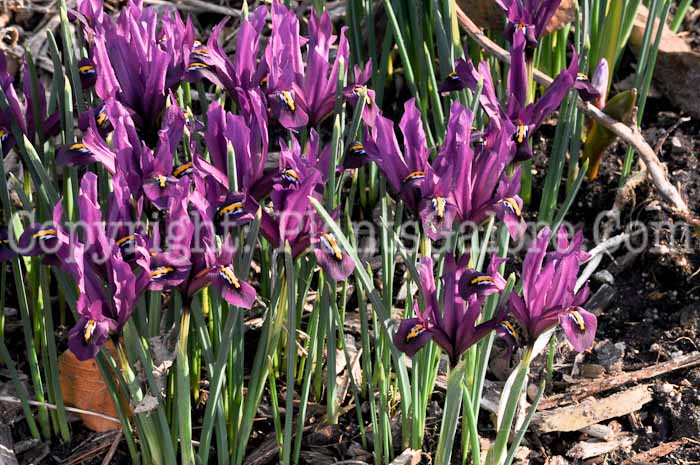 PGC-P-Iris-reticulata-03-2012-5