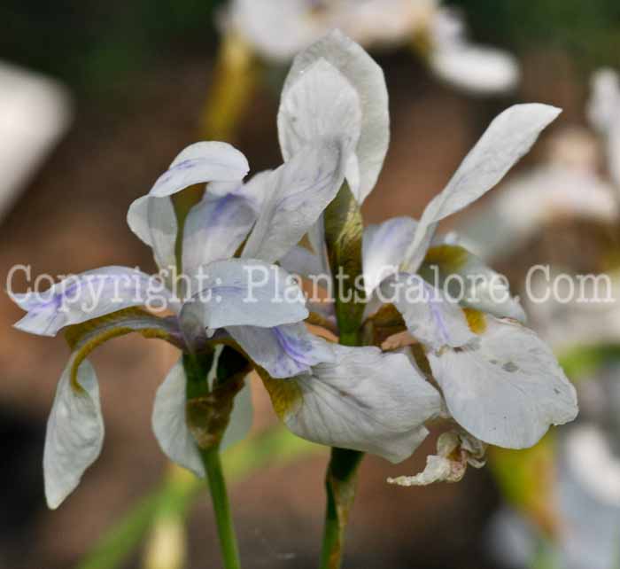 PGC-P-Iris-setosa-2011-001