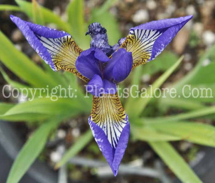 PGC-P-Iris-sibirica-Blue-05-12-2